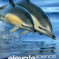 (PDF) Elevate Science grade 1, Savvas Learning Company